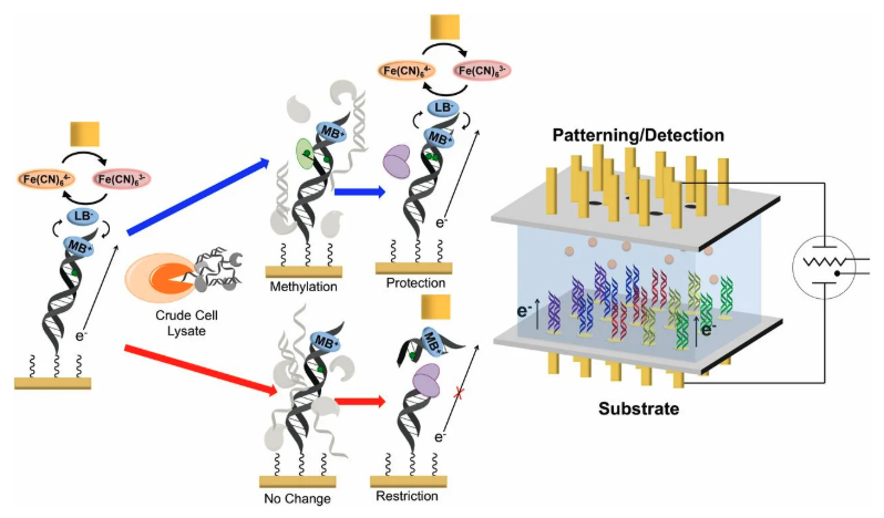 Label-free electrochemical detection of human methyltransferase from tumors