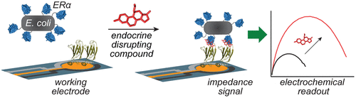 Quantifying Hormone Disruptors with an Engineered Bacterial Biosensor