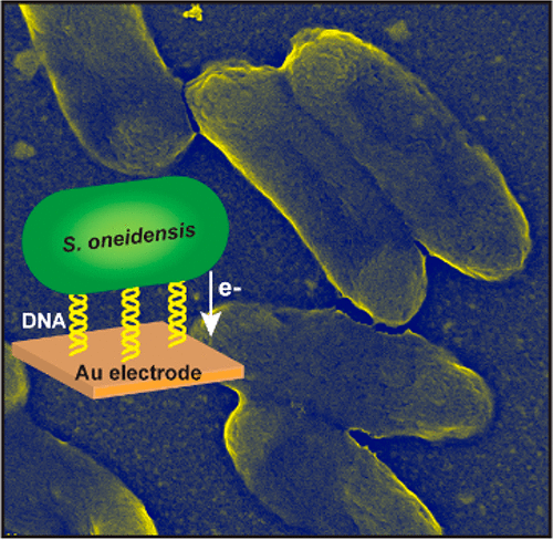 DNA hybridization to interface current-producing cells with electrode surfaces