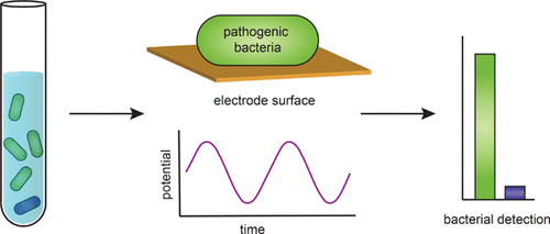 Impedance-Based Detection of Bacteria