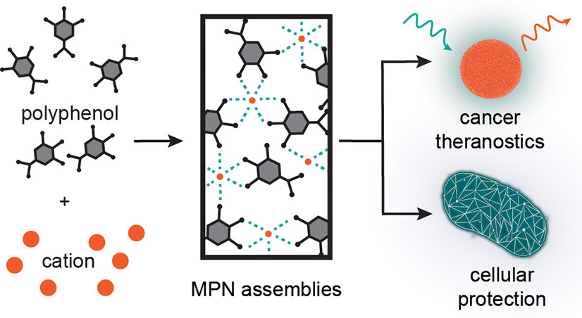 Metal–Phenolic Networks as Versatile Coating Materials for Biomedical Applications