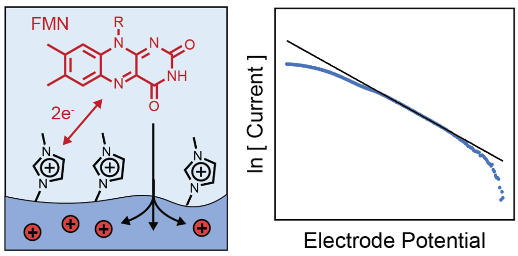 Electrochemical Characterization of Biomolecular Electron Transfer at Conductive Polymer Interfaces
