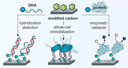 Carbon Electrode-Based Biosensing Enabled by Biocompatible Surface Modification with DNA and Proteins