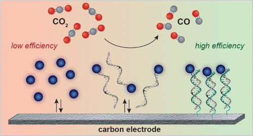 Highly Efficient Carbon Dioxide Electroreduction via DNA-Directed Catalyst Immobilization