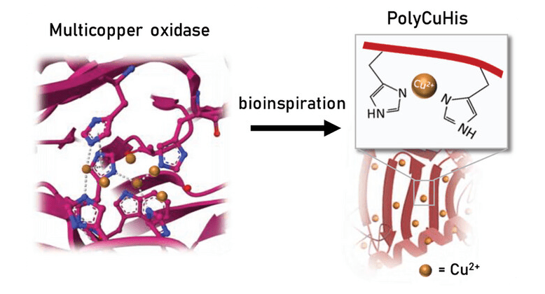 Secondary Structure in Enzyme-Inspired Polymer Catalysts Impacts Water Oxidation Efficiency