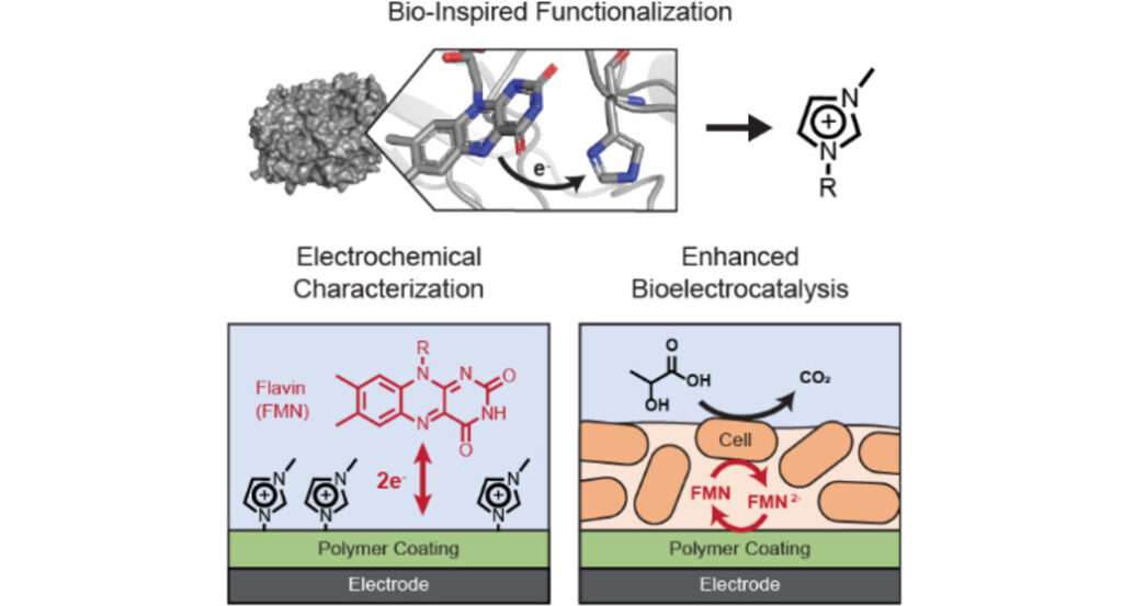 Innovative Approach to Sustainable Fertilizer Production: Leveraging Electrically Assisted Conversion of Sewage Sludge for Nutrient Recovery