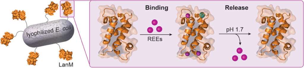 Lanmodulin-Decorated Microbes for Efficient Lanthanide Recovery