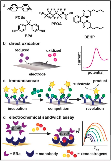Perspective—Electrochemical Sensors to Monitor Endocrine Disrupting Pollutants