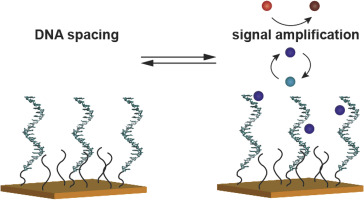 Toward multimarker and functional assays from crude cell lysates: controlling spacing and signal amplification in DNA-CT–based bioelectrochemical devices,