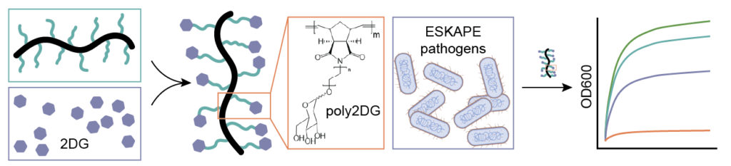 Multivalent Glycopolymer Design Unlocks Antimicrobial Activity of 2-Deoxyglucose